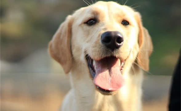 狗狗相当于人类几岁?最新人犬年龄转换公式新鲜出炉