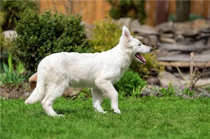 瑞士牧羊犬多少钱一只纯种，瑞士牧羊犬一般多少钱一只