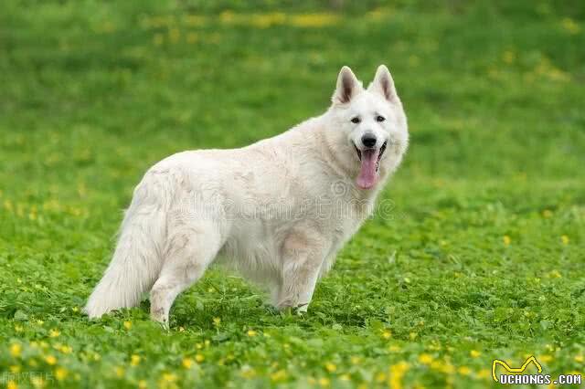 瑞士牧羊犬多少钱一只纯种，瑞士牧羊犬一般多少钱一只