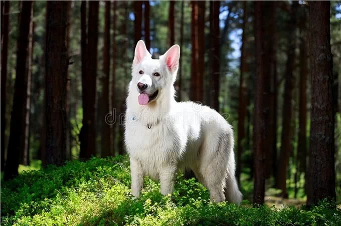 瑞士牧羊犬多少钱一只纯种，瑞士牧羊犬一般多少钱一只