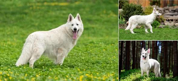 瑞士牧羊犬多少钱一只纯种，瑞士牧羊犬一般多少钱一只