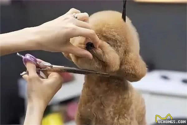 没人可以笑着走出理发店，当然，狗也不行!