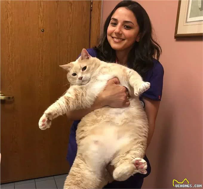 想养大体型的猫咪，这8个品种的猫不能错过，快看看你知道几个?