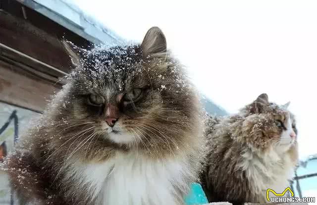 想养大体型的猫咪，这8个品种的猫不能错过，快看看你知道几个?