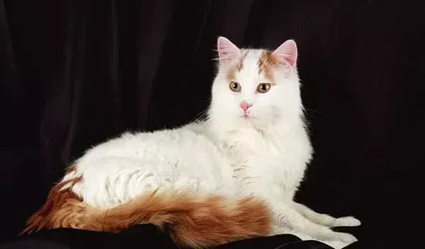想养大体型的猫咪，这8个品种的猫不能错过，快看看你知道几个?
