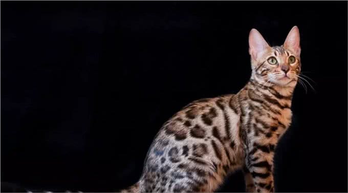 想养大体型的猫咪，这8个品种的猫不能错过，快看看你知道几个?