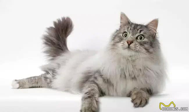 想养大体型的猫咪，这8个品种的猫不能错过，快看看你知道几个?