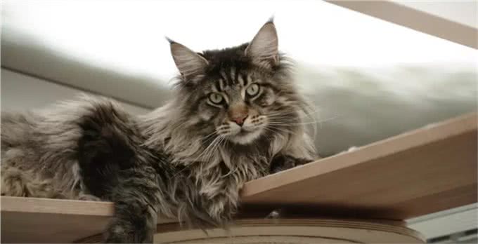 想养大体型的猫咪，这8个品种的猫不能错过，快看看你知道几个?