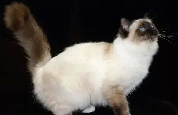 想养大体型的猫咪，这8个品种的猫不能错过，快看看你知道几个?