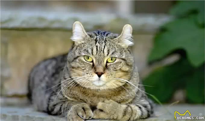 想养大体型的猫咪，这8个品种的猫不能错过，快看看你知道几个?