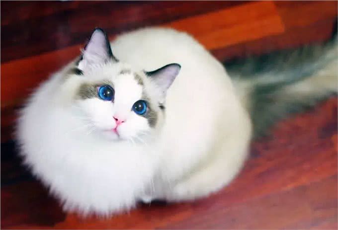 想养大体型的猫咪，这8个品种的猫不能错过，快看看你知道几个?