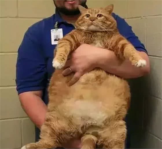 想养大体型的猫咪，这8个品种的猫不能错过，快看看你知道几个?