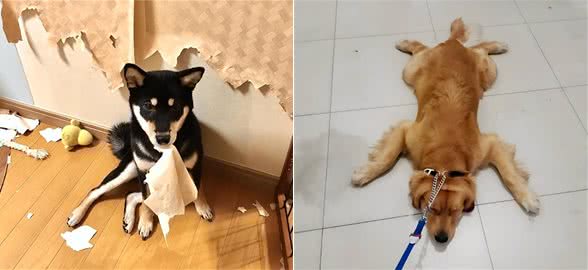 惯狗如杀狗，被宠坏的狗，多半会有这些坏习惯!
