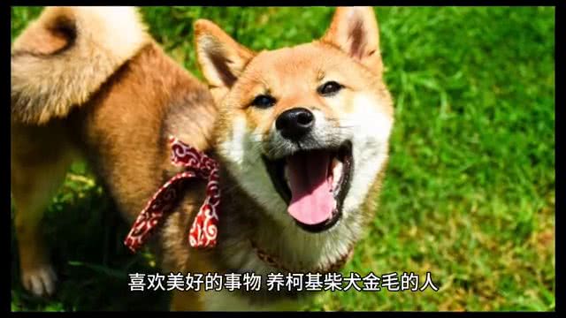 你家狗的性格，可以提现出你的性格