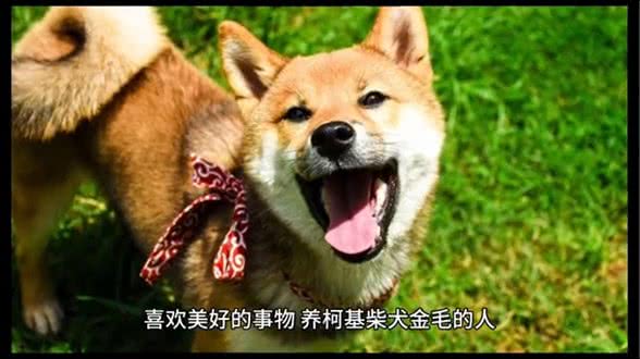 你家狗的性格，可以提现出你的性格