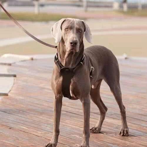 大丹犬在中国可以养吗及饲养注意事项