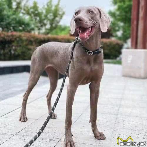 大丹犬在中国可以养吗及饲养注意事项