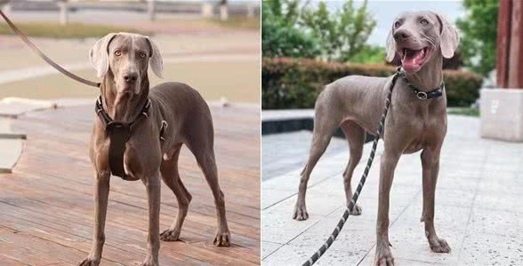 大丹犬在中国可以养吗及饲养注意事项