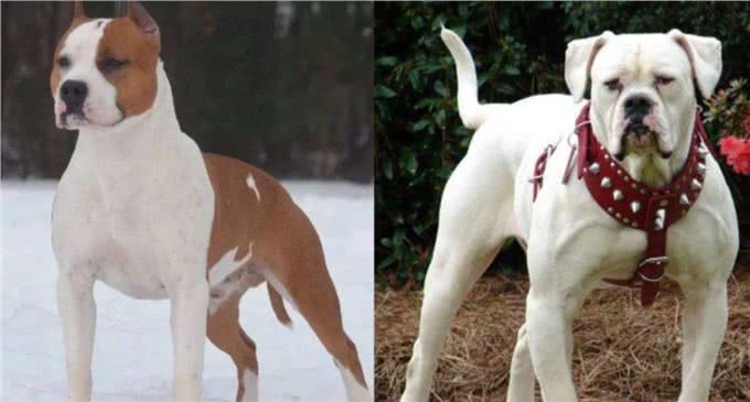 十只比特犬和一只老虎关在一起，老虎能坚持多久?老虎:45天吧