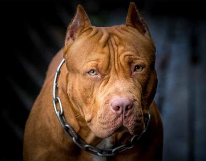 十只比特犬和一只老虎关在一起，老虎能坚持多久?老虎:45天吧