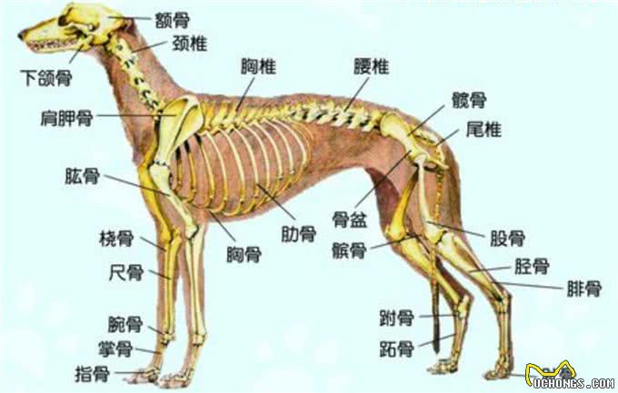 十只比特犬和一只老虎关在一起，老虎能坚持多久?老虎:45天吧