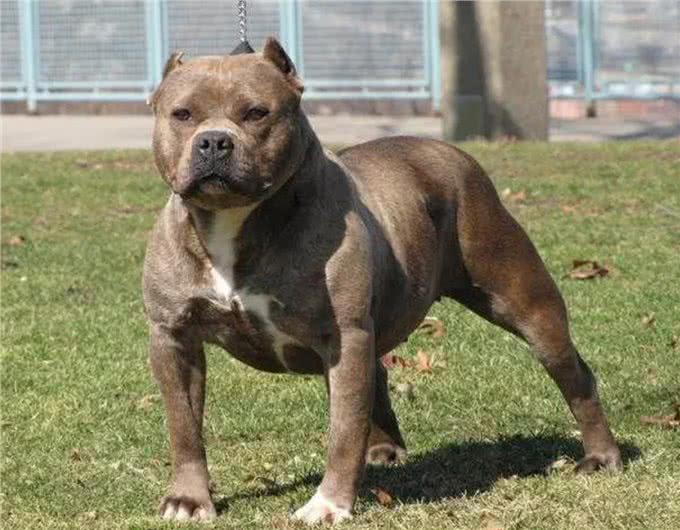 十只比特犬和一只老虎关在一起，老虎能坚持多久?老虎:45天吧