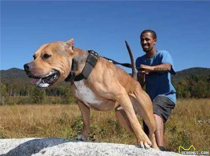 十只比特犬和一只老虎关在一起，老虎能坚持多久?老虎:45天吧