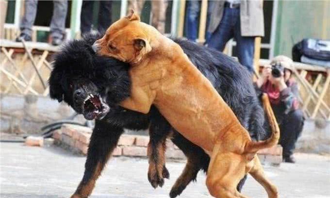 十只比特犬和一只老虎关在一起，老虎能坚持多久?老虎:45天吧