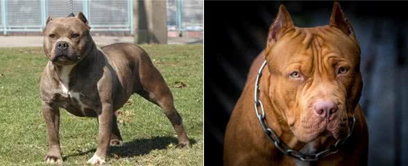 十只比特犬和一只老虎关在一起，老虎能坚持多久?老虎:45天吧