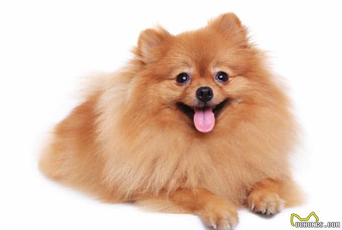 各路神犬你喜欢哪一种?