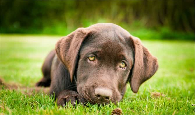 各路神犬你喜欢哪一种?