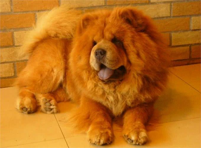 各路神犬你喜欢哪一种?