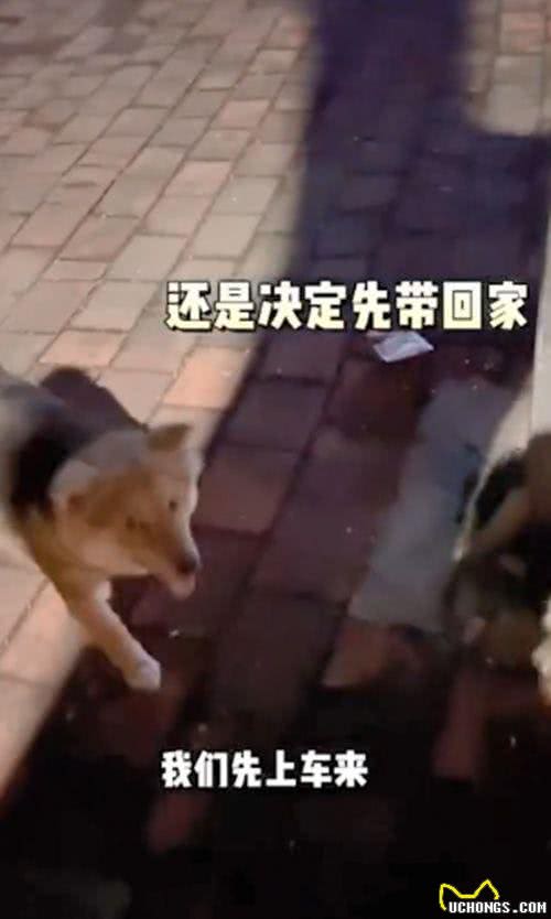 怀孕母犬赖上了夫妻俩，一直紧跟着不离开:可以带我一起走吗?
