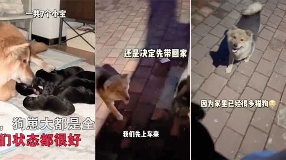 怀孕母犬赖上了夫妻俩，一直紧跟着不离开:可以带我一起走吗?