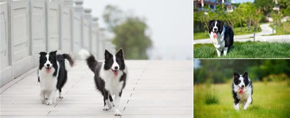 边牧如何挑选纯种犬—一个农民的经验之谈