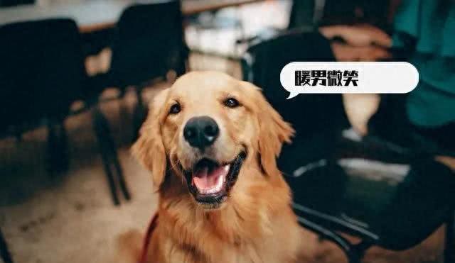 目前人气最高的家庭宠物犬是哪些狗?有何依据?