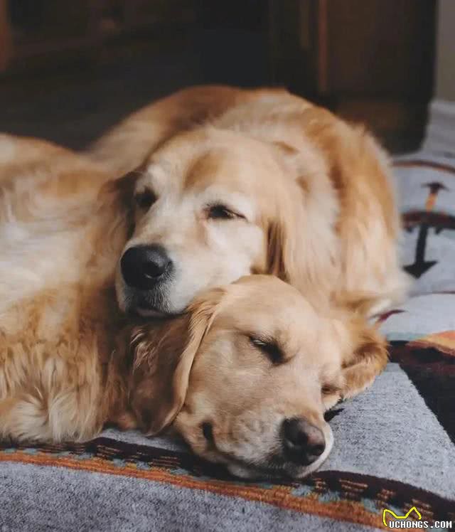 目前人气最高的家庭宠物犬是哪些狗?有何依据?