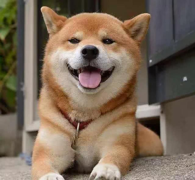 目前人气最高的家庭宠物犬是哪些狗?有何依据?