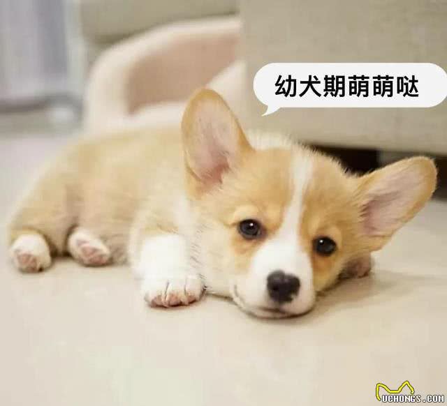 目前人气最高的家庭宠物犬是哪些狗?有何依据?