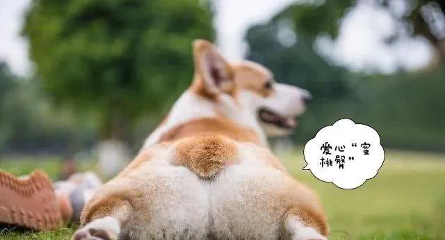 目前人气最高的家庭宠物犬是哪些狗?有何依据?