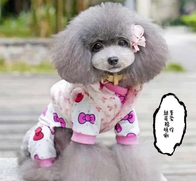 目前人气最高的家庭宠物犬是哪些狗?有何依据?