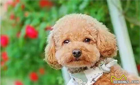 目前人气最高的家庭宠物犬是哪些狗?有何依据?