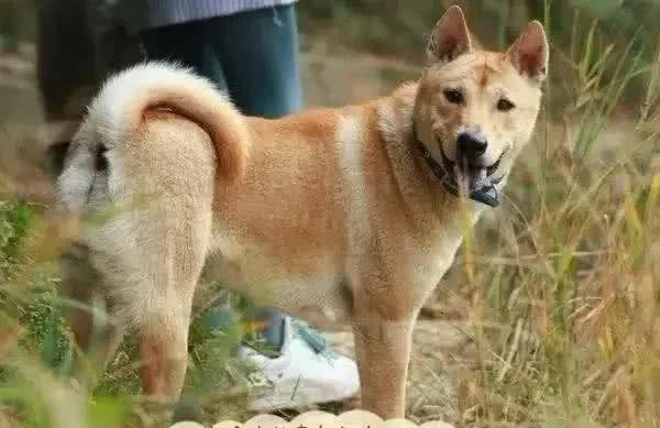 目前人气最高的家庭宠物犬是哪些狗?有何依据?
