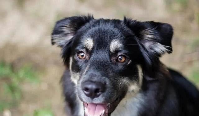 目前人气最高的家庭宠物犬是哪些狗?有何依据?
