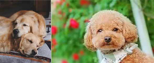 目前人气最高的家庭宠物犬是哪些狗?有何依据?