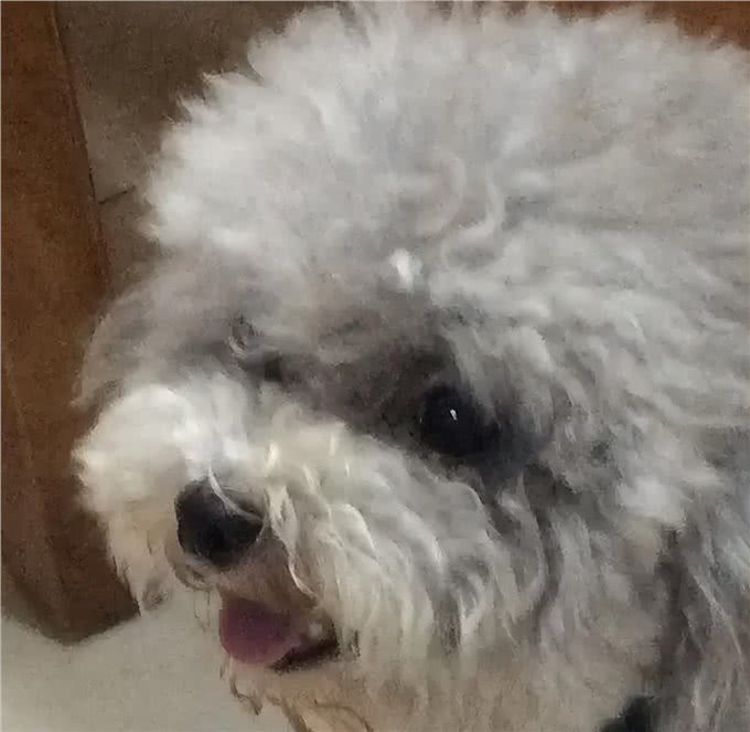 只需要4步教你辨别泰迪的品质，看看你家的泰迪纯不纯