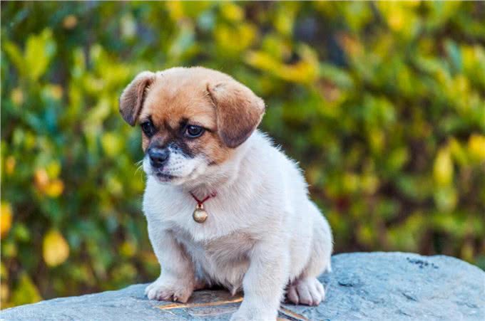 一只狗狗被罐头卡住头,小哥粗鲁将狗狗提起,没想到最后救了狗狗