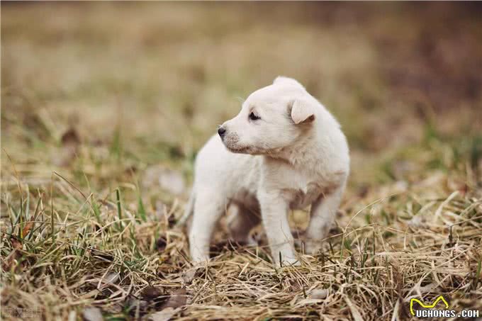 一只狗狗被罐头卡住头,小哥粗鲁将狗狗提起,没想到最后救了狗狗
