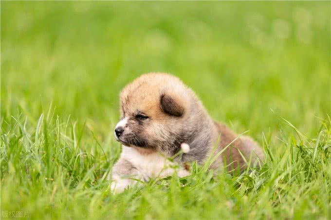 一只狗狗被罐头卡住头,小哥粗鲁将狗狗提起,没想到最后救了狗狗