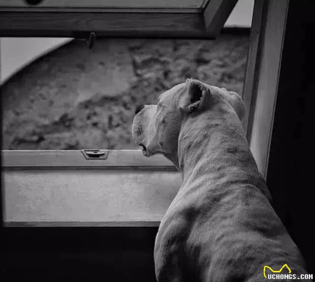 杜高犬的多功能性，因人而异，各领风骚
